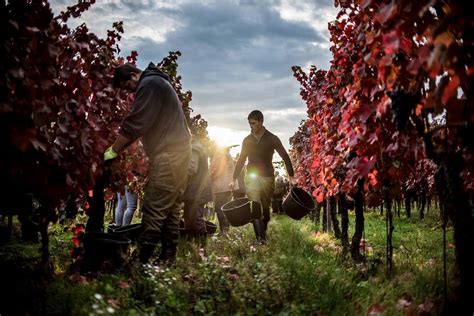 Slovenskí vinári pri práci