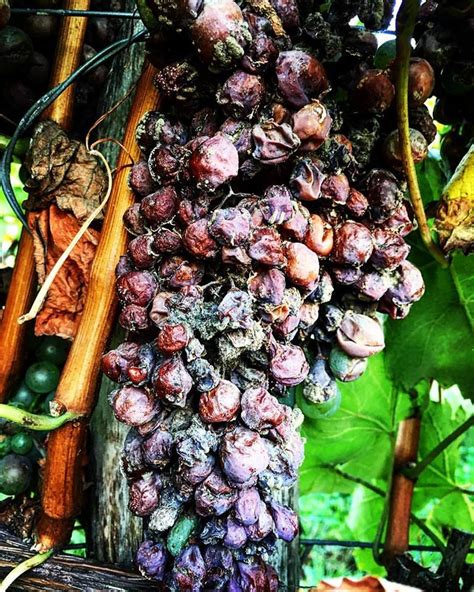 Cibéby - hrozno napadnuté ušľachtilou plesňou