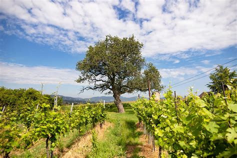 Typická tokajská dedinka s vinohradmi