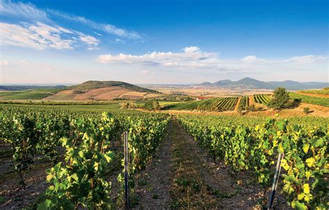 Vinohrady v regióne Tokaj