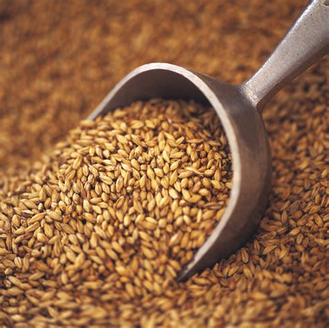 Ilustrácia sladovne s poliami jačmeňa