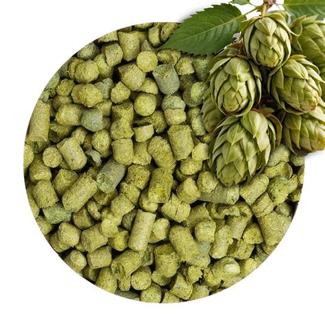 Chmeľ - dôležitá surovina pre pivo