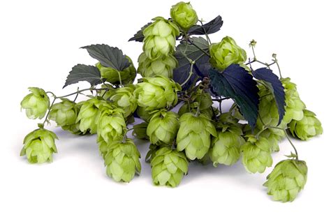 Aromatické chmele používané pri výrobe piva