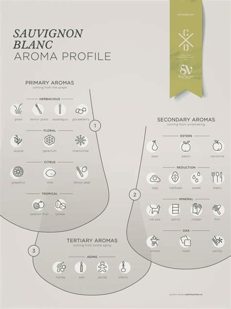 Infografika zobrazujúca aromatický profil Sauvignon Blanc