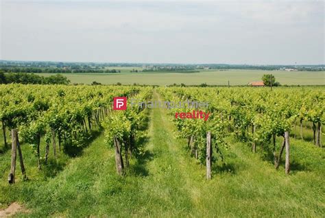 Vinohrad na Tokajskej oblasti