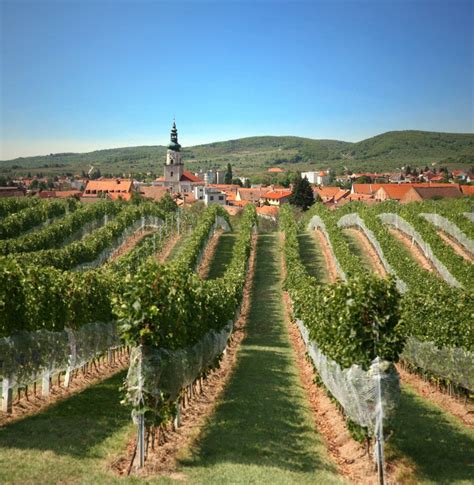 Slovensko vinohrad