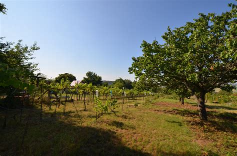 vinica na južnom svahu