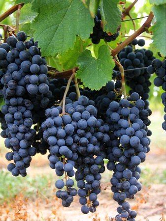 Vinohrad s hroznom Frankovka modrá