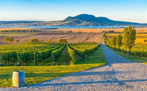 Vinohrad na južnej Morave