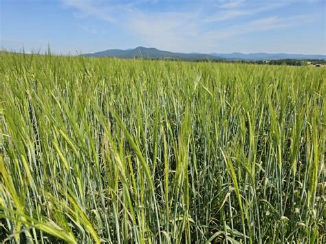 Pole sladovníckeho jačmeňa