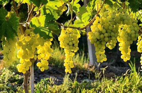 Vinice v Horných Orešanoch