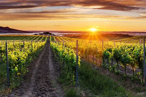 Vinice na slnečnom svahu