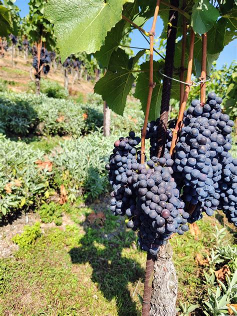 Hrozno Furmint na vinici