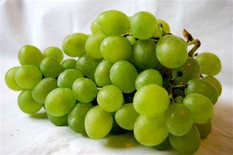 Hrozno Glera, hlavná odroda Prosecca