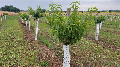 Ovocný sad pri zbere