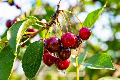 Rôzne druhy ríbezlí v záhrade