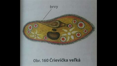 Obrázok znázorňujúci oslabený organizmus