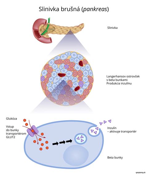 Schematické znázornenie pankreasu a jeho funkcie