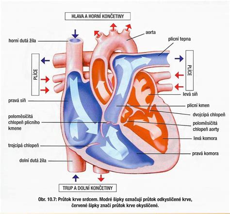 Anatomické zobrazenie srdca