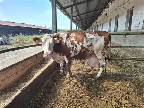 Dve tanečnice v pohybe, jedna mladšia, druhá staršia