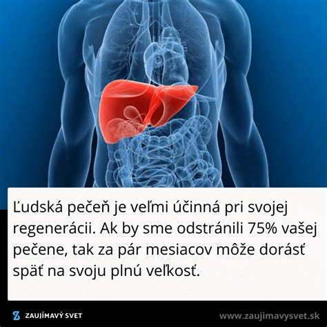 Ľudská pečeň spracúvajúca alkohol