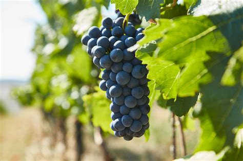 Hrozno na výrobu šumivého vína