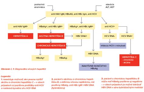 Diagram znázorňujúci priebeh hepatitídy A od infekcie po symptómy