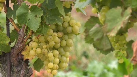 Čerstvé hrozno a burčiak