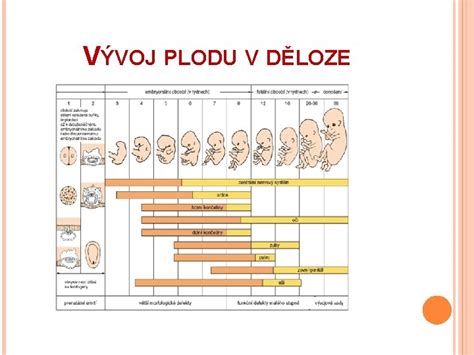Infografika znázorňujúca vývoj plodu v rôznych trimestroch tehotenstva a vplyv alkoholu na tento vývoj