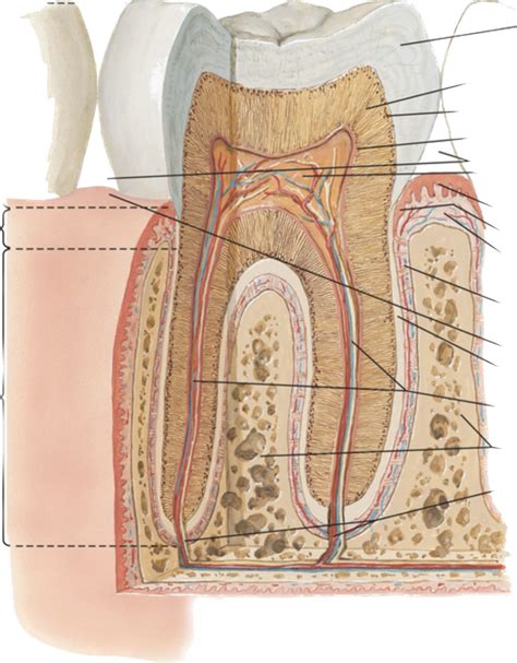 Diagram znázorňujúci zdravý zub a zub s kazom a zápalom ďasien