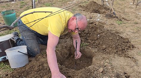 Slovenská vinica v lete