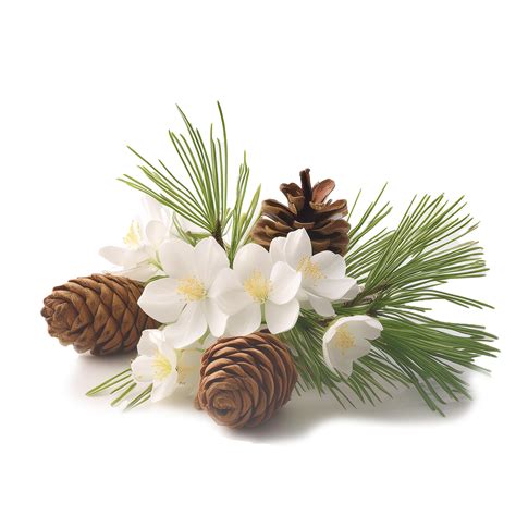 Ilustrácia borievok a ihličia