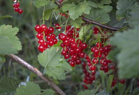 Ilustračná fotografia zrelých ríbezlí