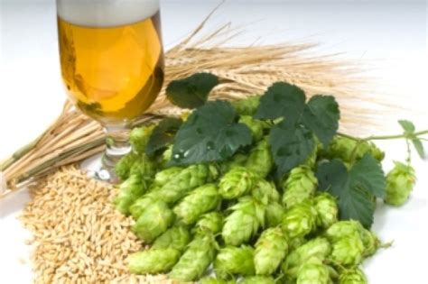 Základné suroviny na výrobu piva: slad, chmeľ, voda a kvasnice