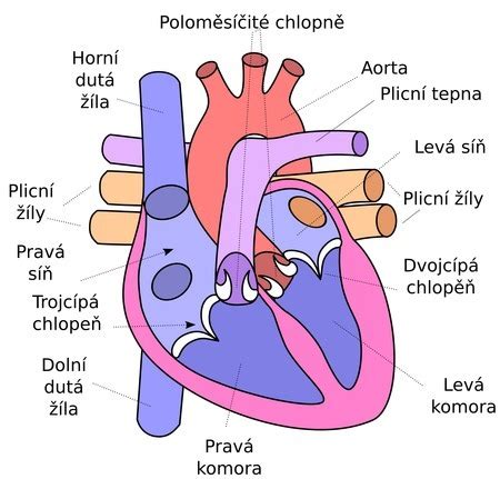 Ilustrácia srdca s vyznačenými predsieňami a komorami