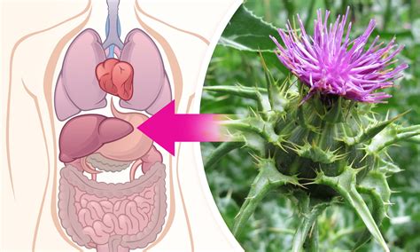 Rastlina Pestreca mariánskeho