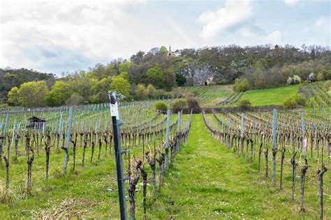 Vinohrady v Malých Karpatoch