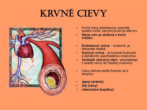 Ilustrácia mozgových ciev