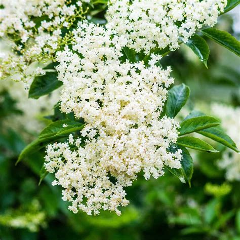 Čierna baza - kvitnúci ker