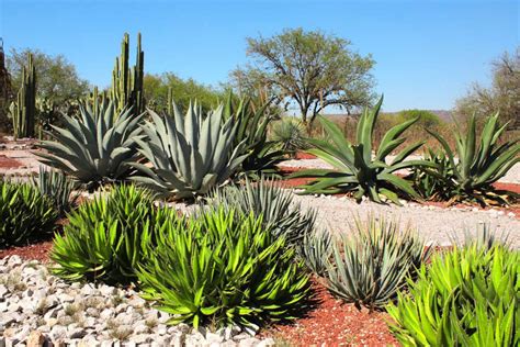 Pestovanie agáve v Mexiku