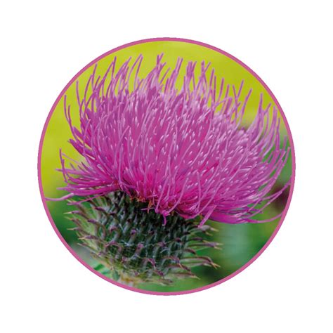 Obrázok rastliny Pestrec mariánsky