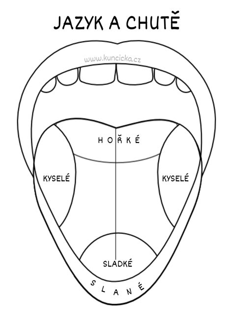 Ilustrácia chuťových pohárikov na jazyku