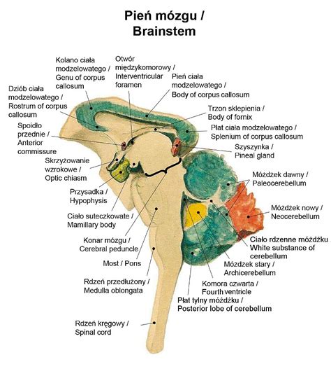 Diagram mozgu s vyznačenými centrami