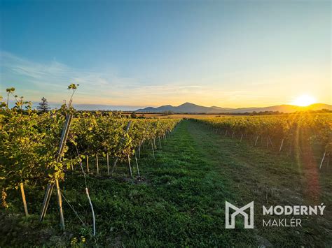 Tokajské vinice na jeseň