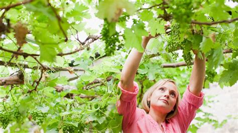 Vinice počas zberu hrozna