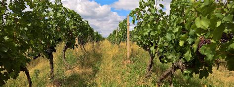 vinice na svahoch Burda Hills