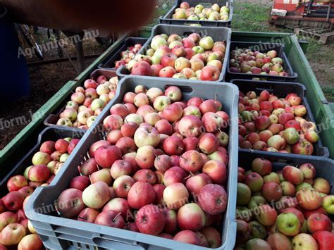 Jablká na jablčný cider