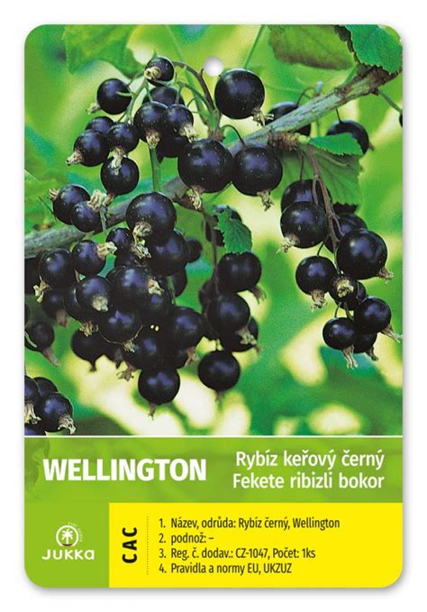 Štruktúra čiernej ríbezle