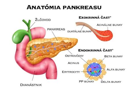 Ilustrácia pankreasu a jeho umiestnenia v tele