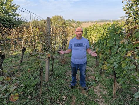 Hrozno vo vinici na jeseň